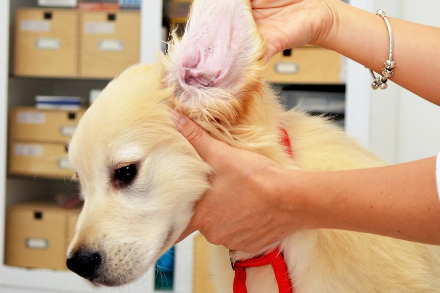 How to Spot An Ear Infection in Your Dog